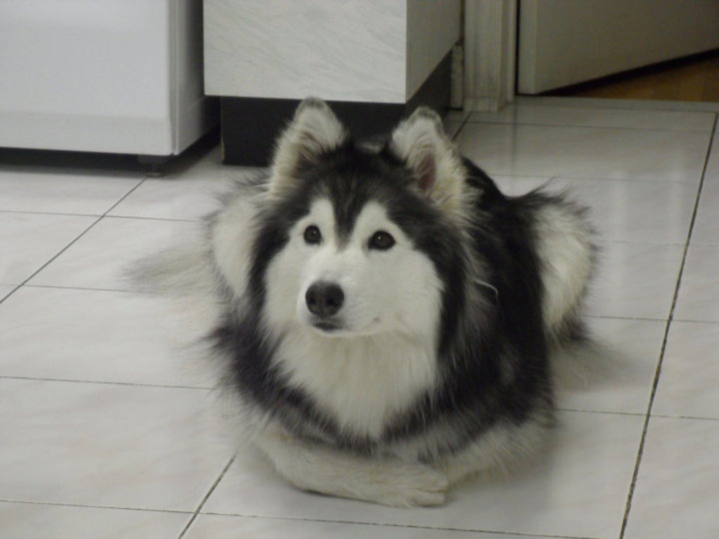 Meet Tally The Husky Dog Who Was Raised By Cats And Started Acting Like A Cat Herself E Online